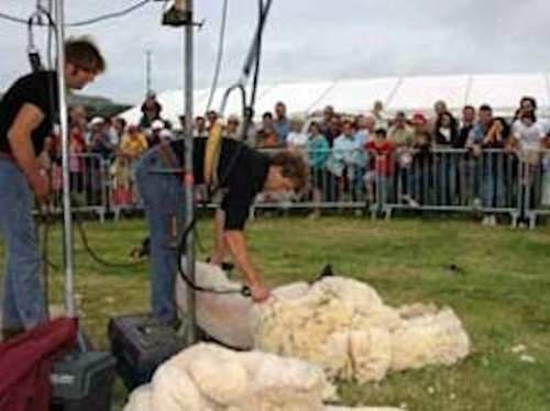 Foire aux moutons de Jobourg